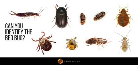 "What Bugs Look Similar to Bed Bugs Identifying Common Bed Bug Look-Alikes" 