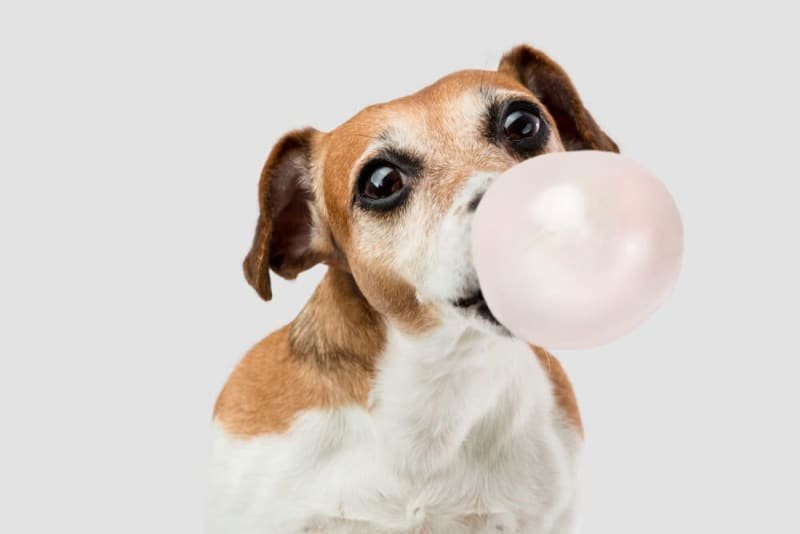 Can Dogs Digest Gum